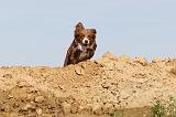 BORDER COLLIE 479